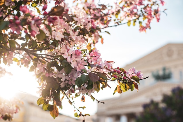 Photo pink blooming flowers