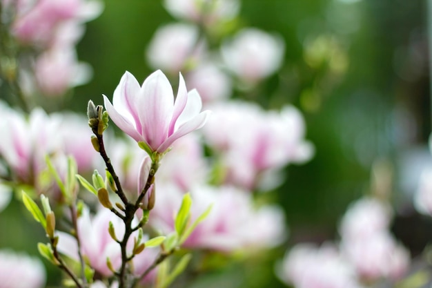 Pink blooming magnolia flowers on a bright sunny day Closeup