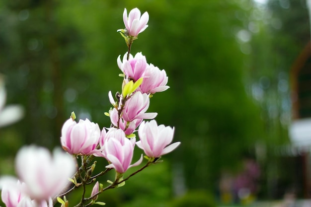 Pink blooming magnolia flowers on a bright sunny day Closeup