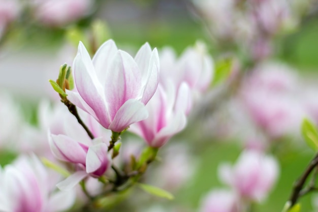 Pink blooming magnolia flowers on a bright sunny day Closeup