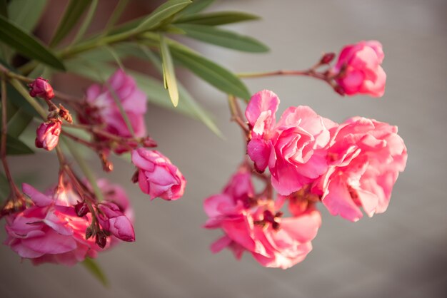 Фото Розовые цветущие цветы олеандра на сером