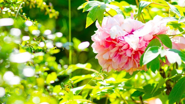 Pink blooming peonies Peonies on blurred green background Copy space