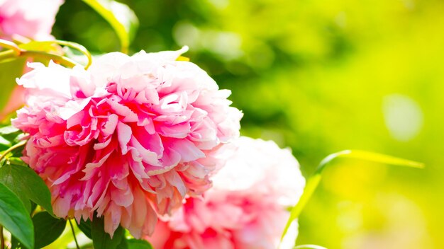 Pink blooming peonies Peonies on blurred green background Copy space