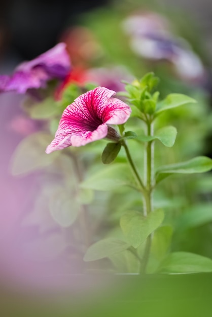 夏の庭に咲くピンクのペチュニアの花をクローズアップ