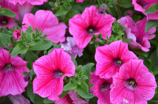 Foto fiori di petunia in fiore rosa sfondo floreale naturale