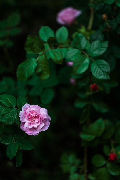 A pink blooming rose in dark light garden