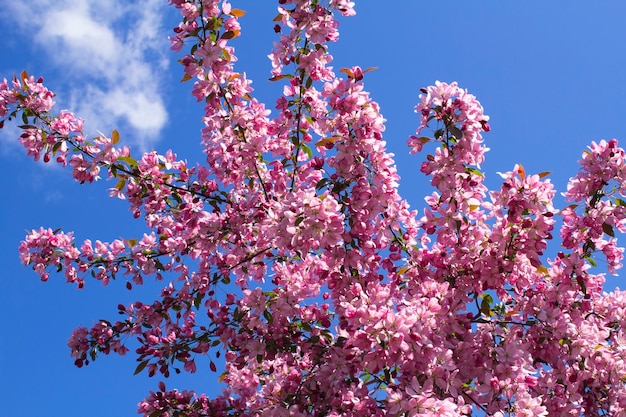 Pink blooming sakura on blue sky. Close-up.