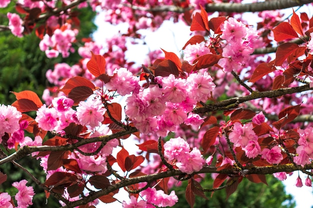 Pink blooming Sakura tree branch