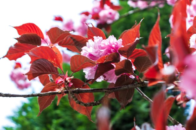 Pink blooming Sakura tree branch