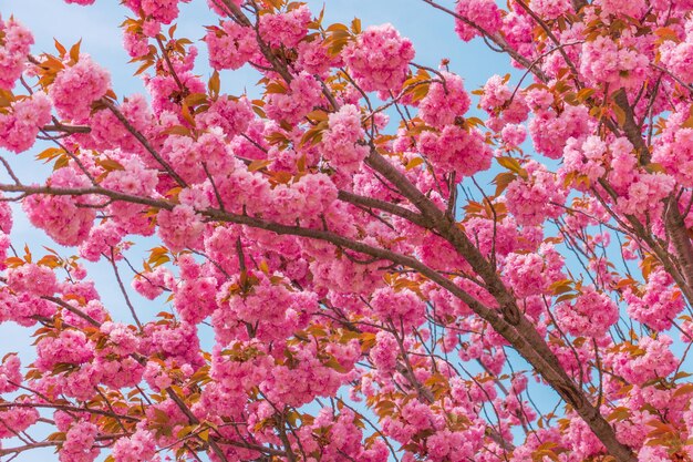 Pink blooming Sakura tree branch