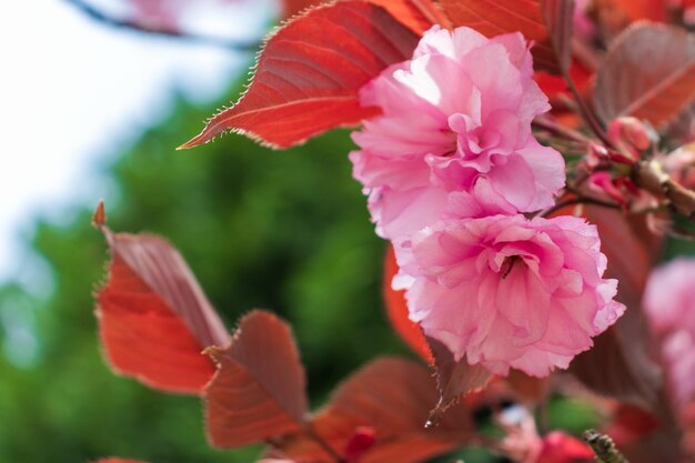 Pink blooming Sakura tree branch