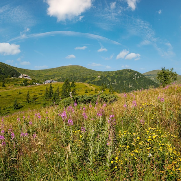 Photo pink blooming sally and yellow hypericum flowers on summer mountain slope in far pozhyzhevska weather and botanic stations building was laid in 1901 chornohora ridge carpathian ukraine