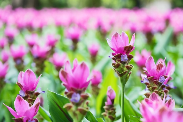 Pink blooming Siam Tulips in Thailand.