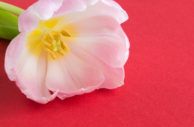 Pink blooming tulips on a red table