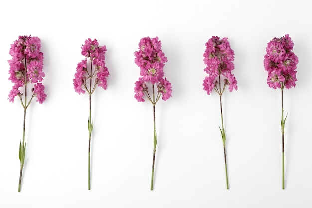 Pink blooming Viscaria flowers