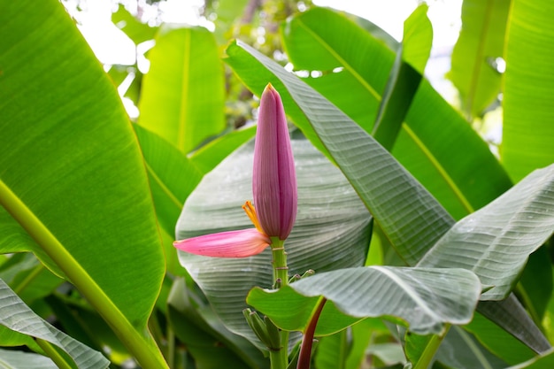 Pink blossom of banana tree