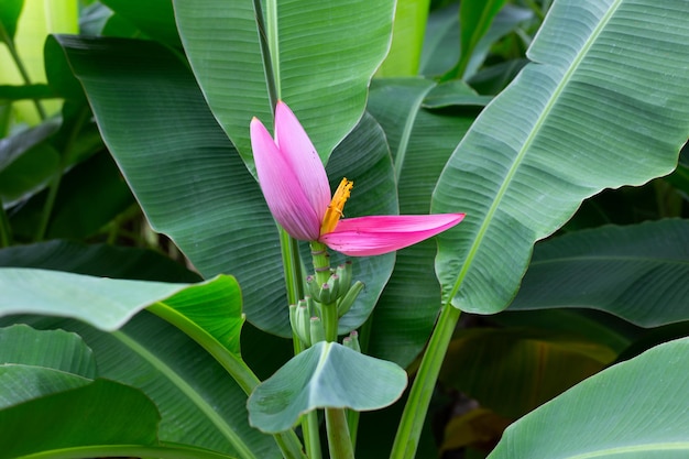 Pink blossom of banana tree