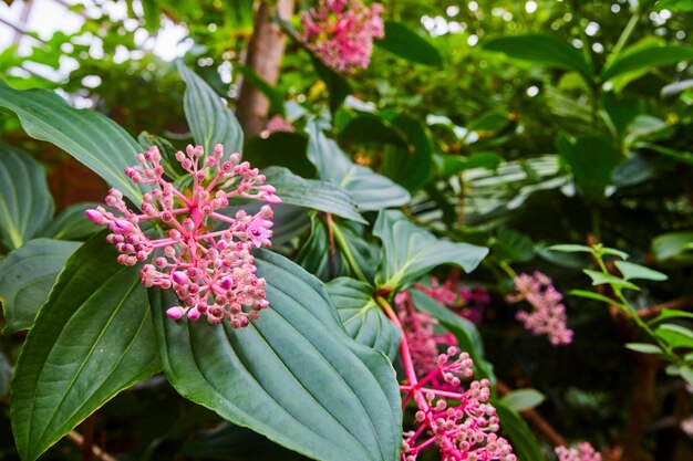 Pink Blossom Buds with Lush Green Leaves Softly Lit Garden