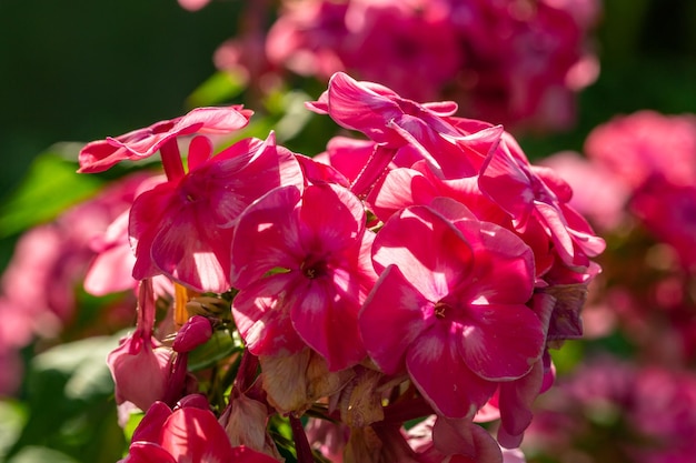 夏の晴れた日のピンクの花の庭のフロックスマクロ写真