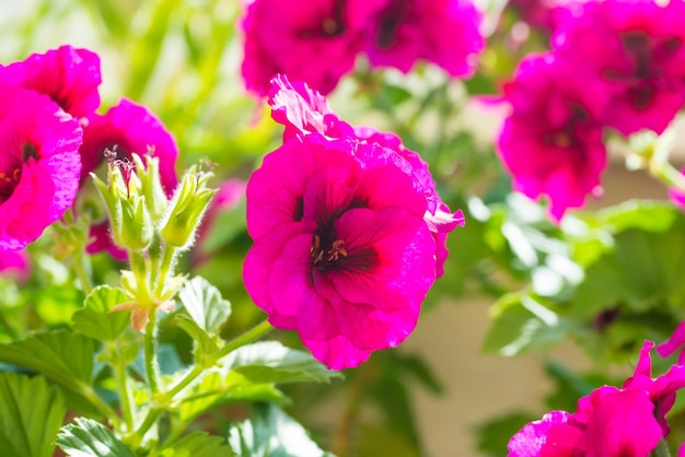 Pink blossom geranium flowers with green leaves