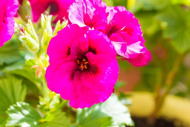 Pink blossom geranium flowers with green leaves