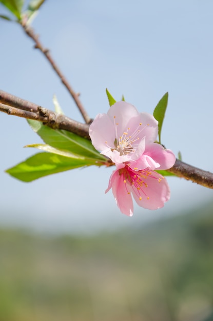 ピンクの花