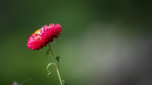 Foto fiore rosa