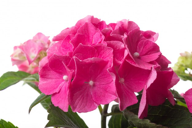 Pink blossoming Hydrangea macrophylla or mophead hortensia close-up isolated 