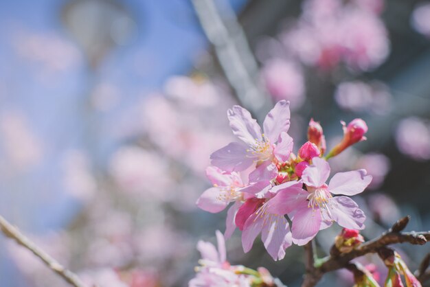 Розовые цветы на ветке с голубым небом во время весеннего цветения