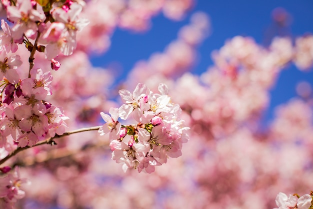 Pink blossoms on the branch with blue sky during spring blooming. 