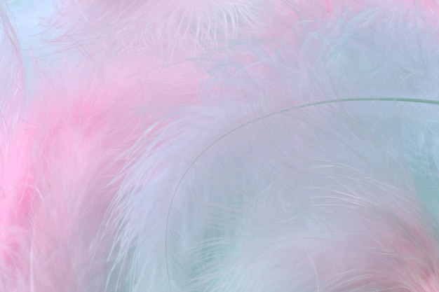 Photo pink and blue feathers macro blurred background