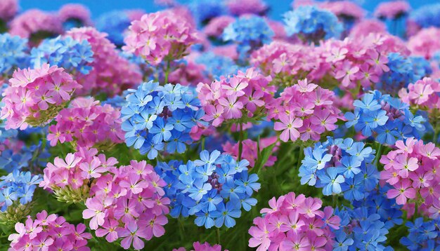 Pink and blue flowers Verbena close up