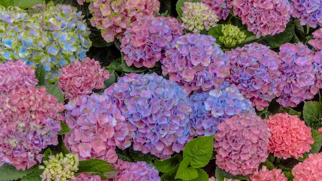 Pink and blue hydrangea background with flowers and green leaves