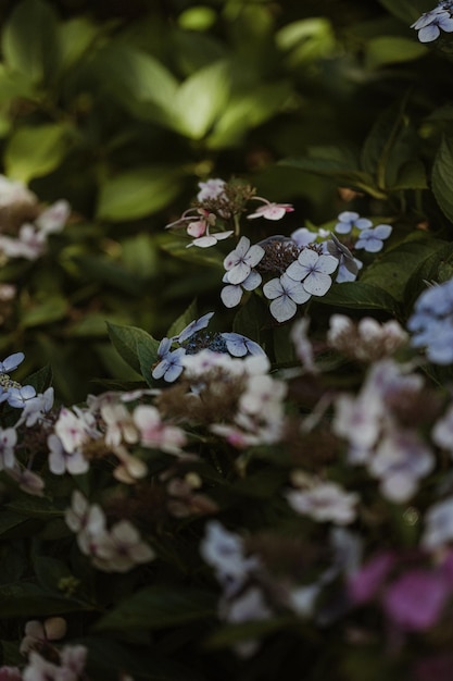 Photo pink and blue hydrangea flowers