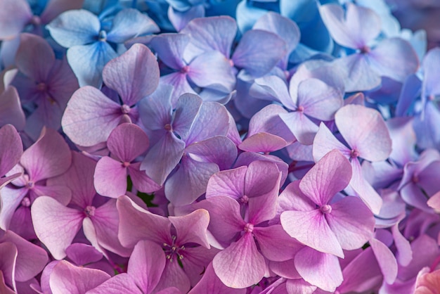 ピンクとブルーのアジサイの花