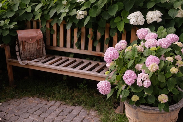 Розовая и голубая гортензия в саду возле скамейки Hydrangea macrophylla