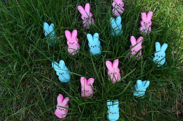 Pink and blue marshmallow bunny peeps for easter in live green grass
