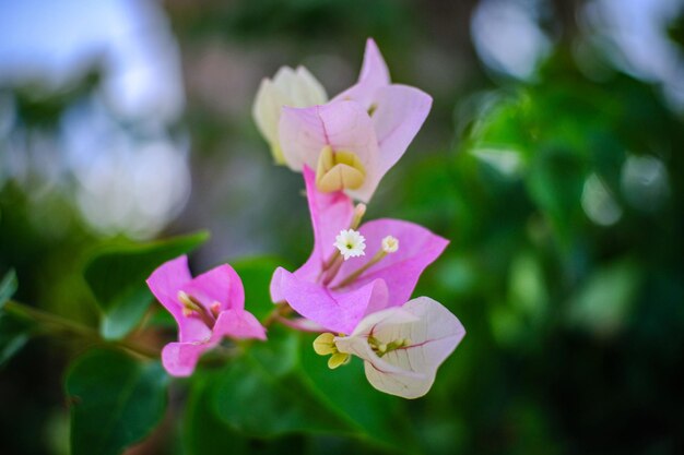 Foto la bougainvillea rosa in fiore