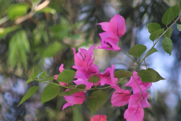 A pink bougainvillea flower is seen in a tree in the garden of the hotel el dorado.