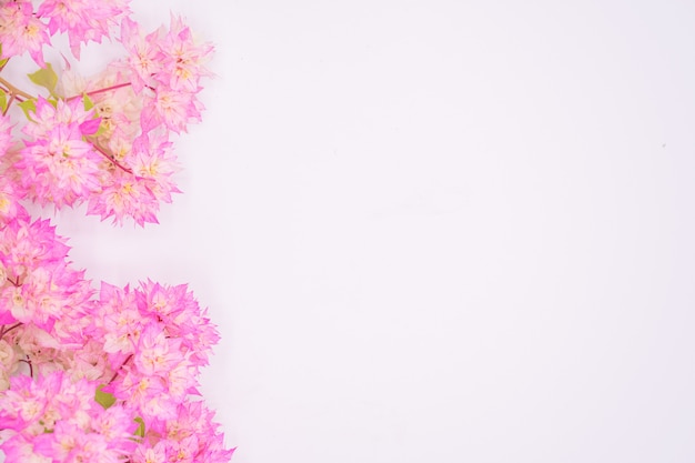 Pink Bougainvillea flower isolated on white background, copy space