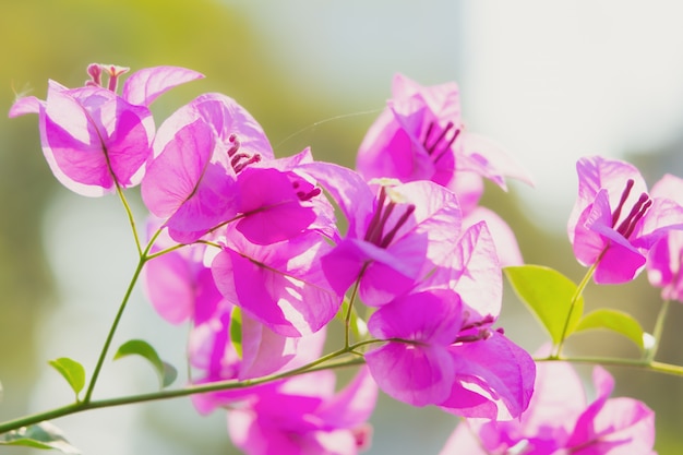 Fiore rosa della buganvillea in natura