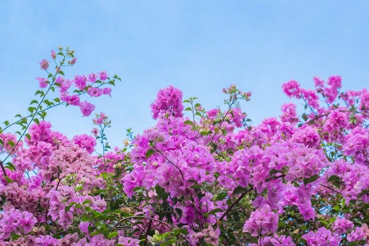 Photo pink bougainvillea flowers on blue sky background