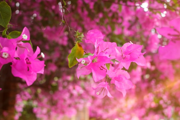 Pink Bougainvillea flowers in the garden