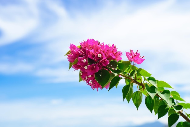 Pink Bougainvillea flowers growing in Nha Trang Vietnam