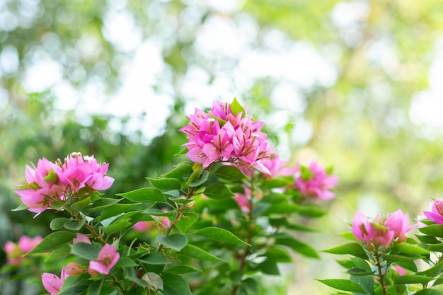 自然の中のピンクのブーゲンビリアの花。