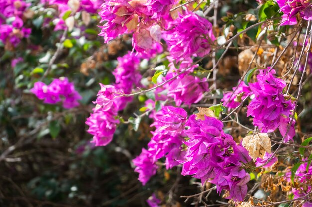 台湾の屋外でピンクのブーゲンビリアの花