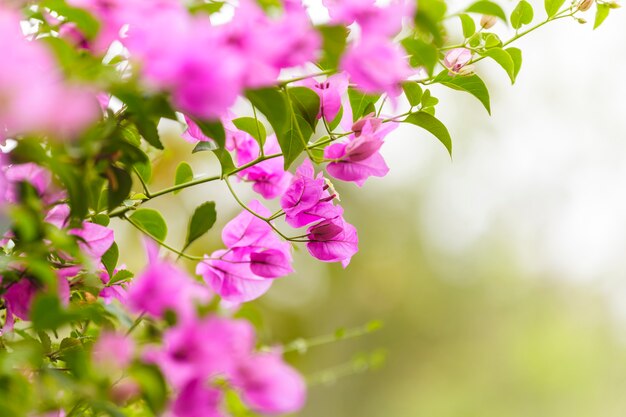 ピンクブーゲンビリアの花