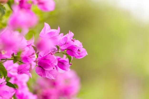 Pink bougainvillea flowers