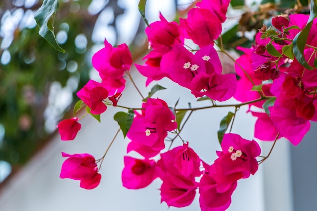 Pink bougainvillea flowers