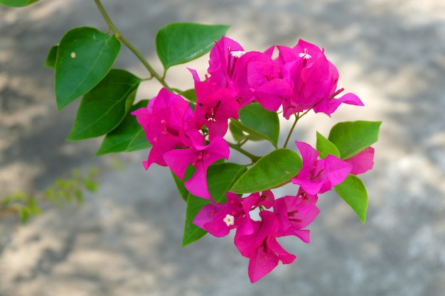 ピンクのブーゲンビリアの花